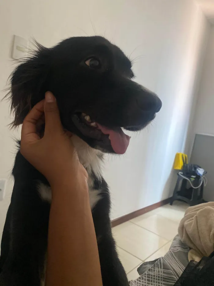 Cachorro ra a Labrador idade 7 a 11 meses nome Apollo