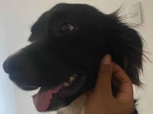 Cachorro raça Labrador idade 7 a 11 meses nome Apollo