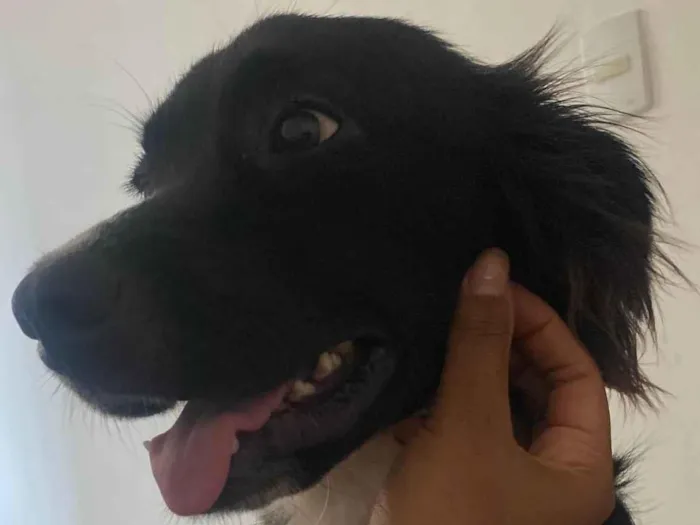 Cachorro ra a Labrador idade 7 a 11 meses nome Apollo