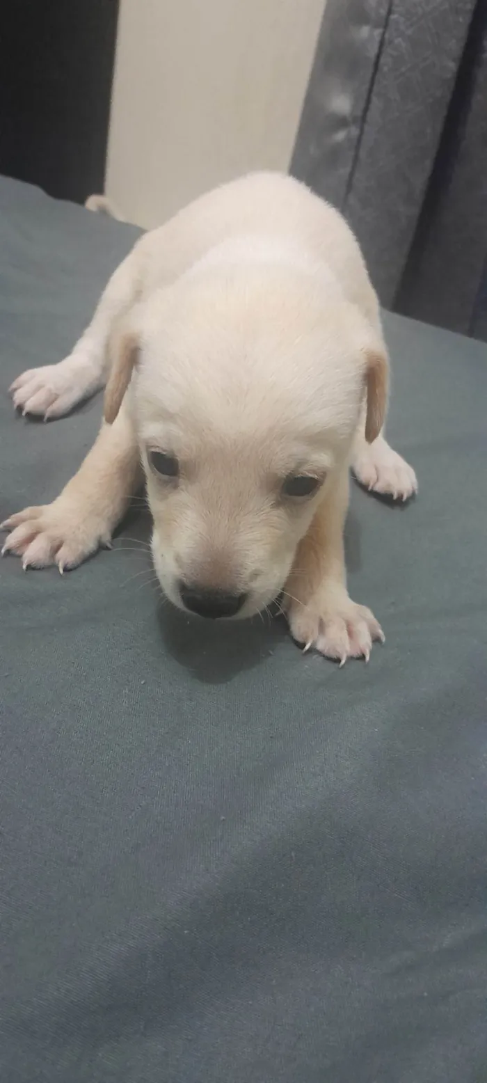 Cachorro ra a SRD-ViraLata idade Abaixo de 2 meses nome Ainda não possuem nome.