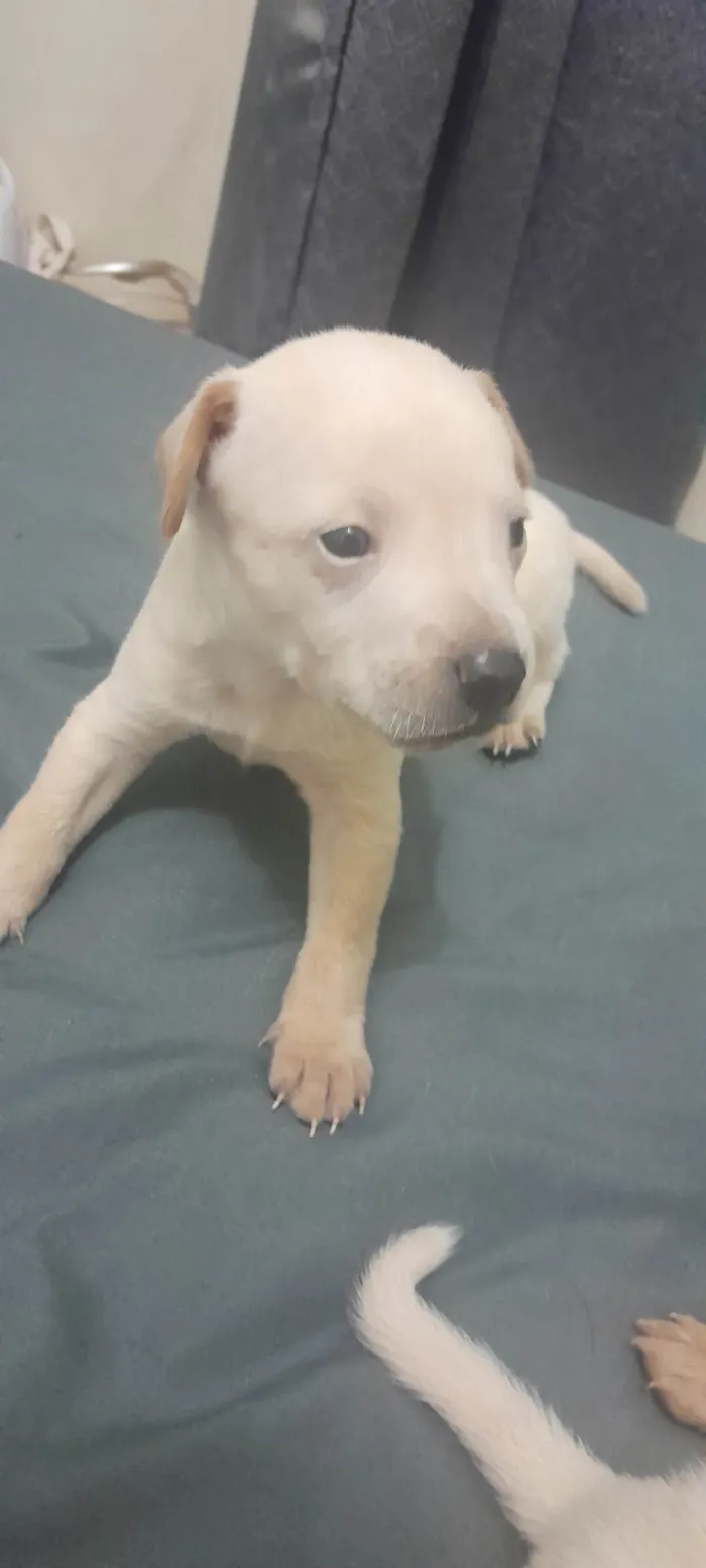 Cachorro ra a SRD-ViraLata idade Abaixo de 2 meses nome Ainda não possuem nome.
