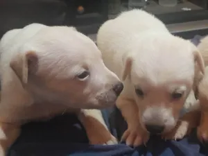 Cachorro raça SRD-ViraLata idade Abaixo de 2 meses nome Ainda não possuem nome.