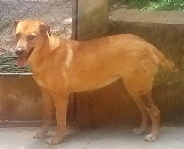 Cachorro ra a SRD-ViraLata idade 6 ou mais anos nome Gabriela 
