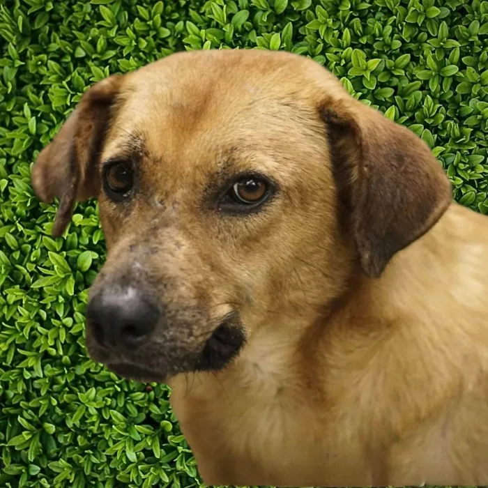Cachorro ra a SRD-ViraLata idade 6 ou mais anos nome Gabriela 