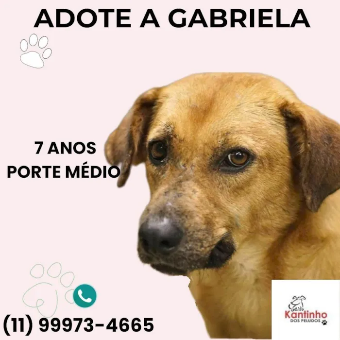 Cachorro ra a SRD-ViraLata idade 6 ou mais anos nome Gabriela 