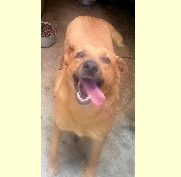 Cachorro ra a SRD-ViraLata idade 6 ou mais anos nome Gabriela 