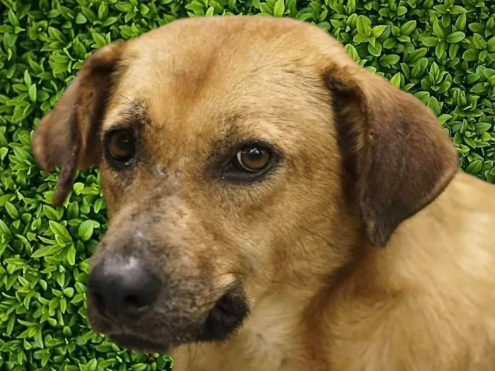 Cachorro ra a SRD-ViraLata idade 6 ou mais anos nome Gabriela 