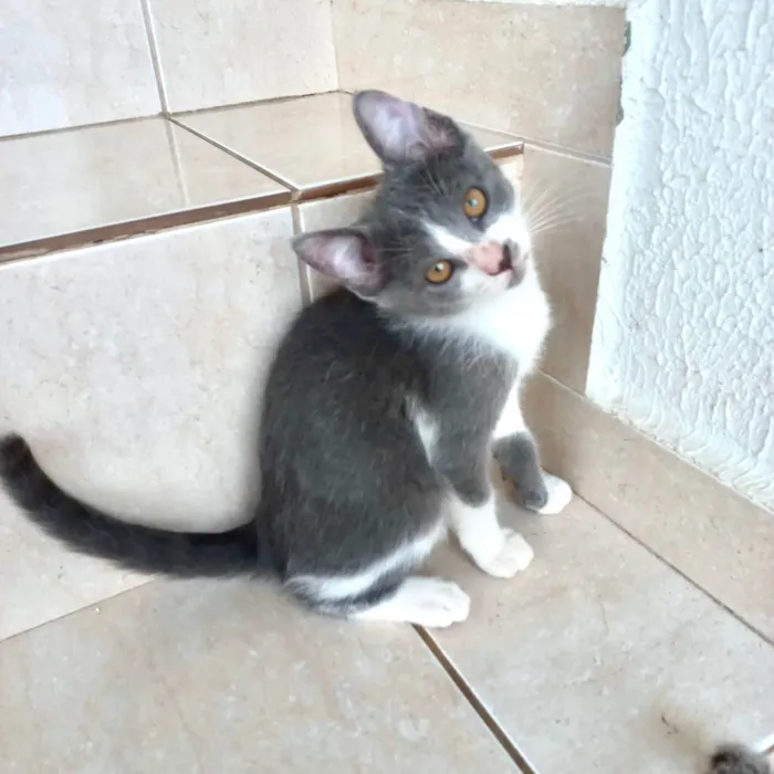 Gato raça SRD-ViraLata idade 2 a 6 meses nome Mochi bb2meses