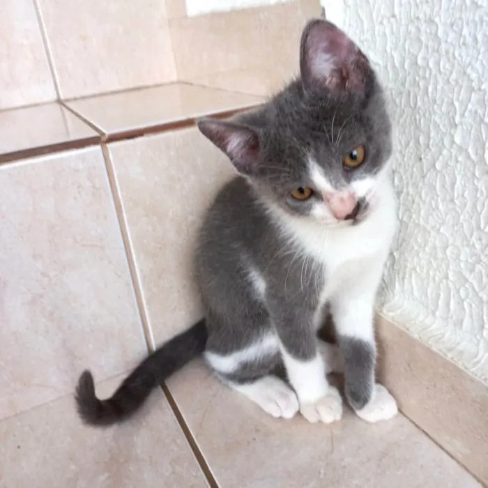 Gato raça SRD-ViraLata idade 2 a 6 meses nome Mochi bb2meses