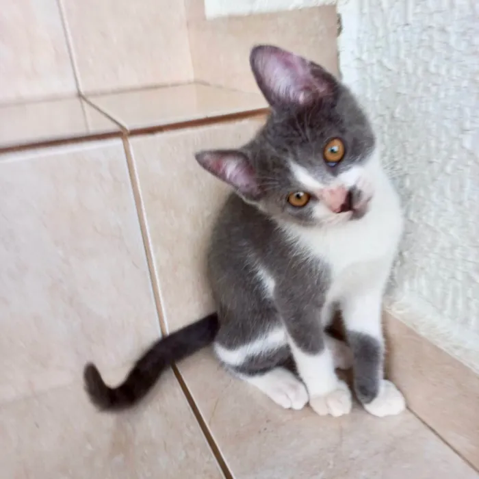 Gato raça SRD-ViraLata idade 2 a 6 meses nome Mochi bb2meses