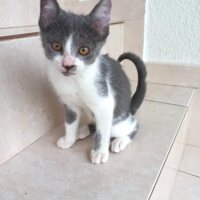 Gato raça SRD-ViraLata idade 2 a 6 meses nome Mochi bb2meses