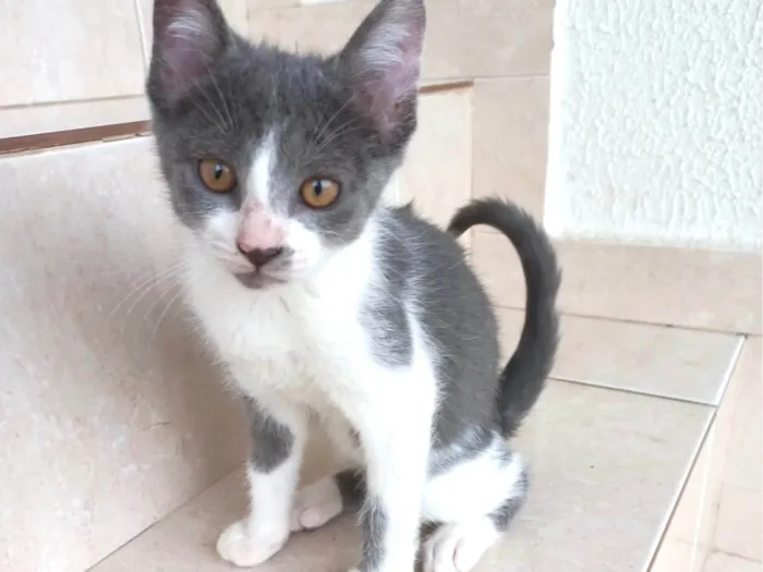 Gato raça SRD-ViraLata idade 2 a 6 meses nome Mochi bb2meses