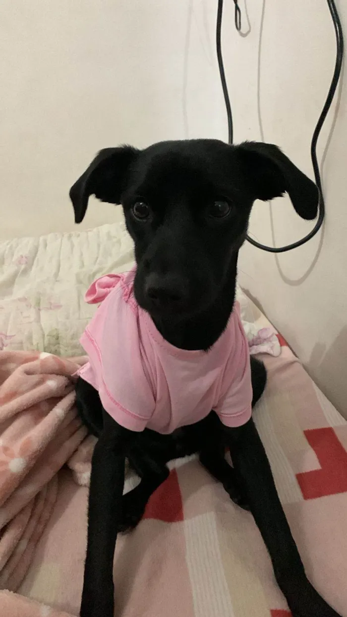 Cachorro ra a SRD-ViraLata idade 7 a 11 meses nome Love