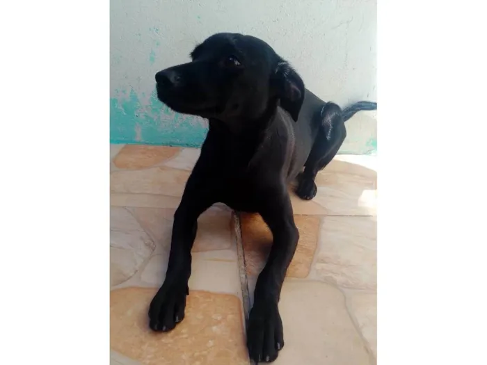 Cachorro ra a SRD-ViraLata idade 7 a 11 meses nome Love