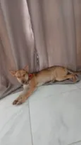 Pandora 