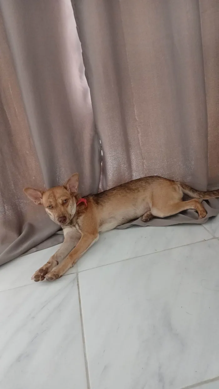Cachorro ra a SRD-ViraLata idade 7 a 11 meses nome Pandora 
