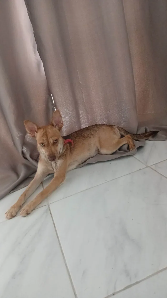 Cachorro ra a SRD-ViraLata idade 7 a 11 meses nome Pandora 