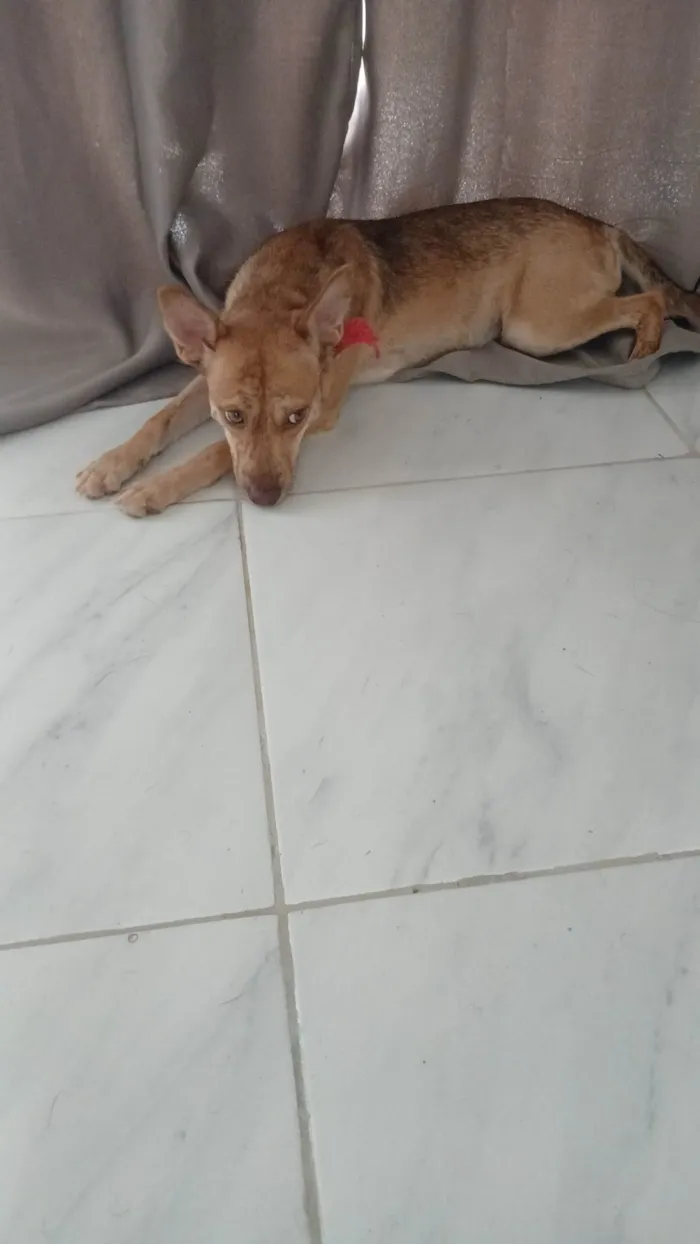 Cachorro ra a SRD-ViraLata idade 7 a 11 meses nome Pandora 
