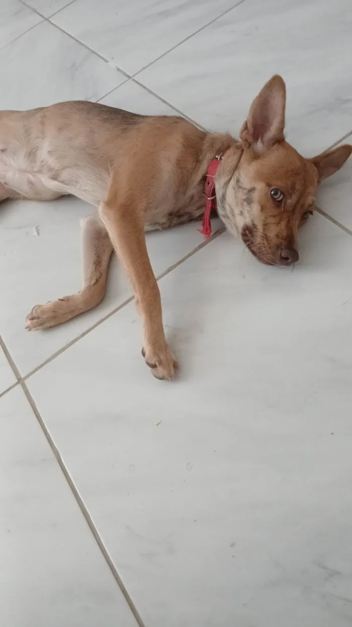 Cachorro ra a SRD-ViraLata idade 7 a 11 meses nome Pandora 