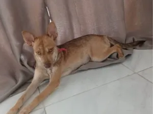 Cachorro raça SRD-ViraLata idade 7 a 11 meses nome Pandora 
