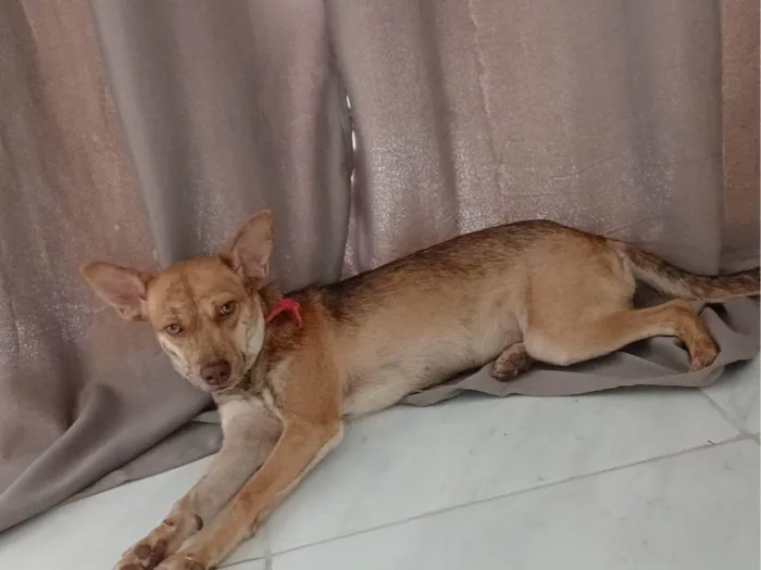 Cachorro ra a SRD-ViraLata idade 7 a 11 meses nome Pandora 