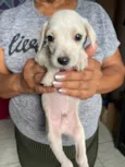 Bob