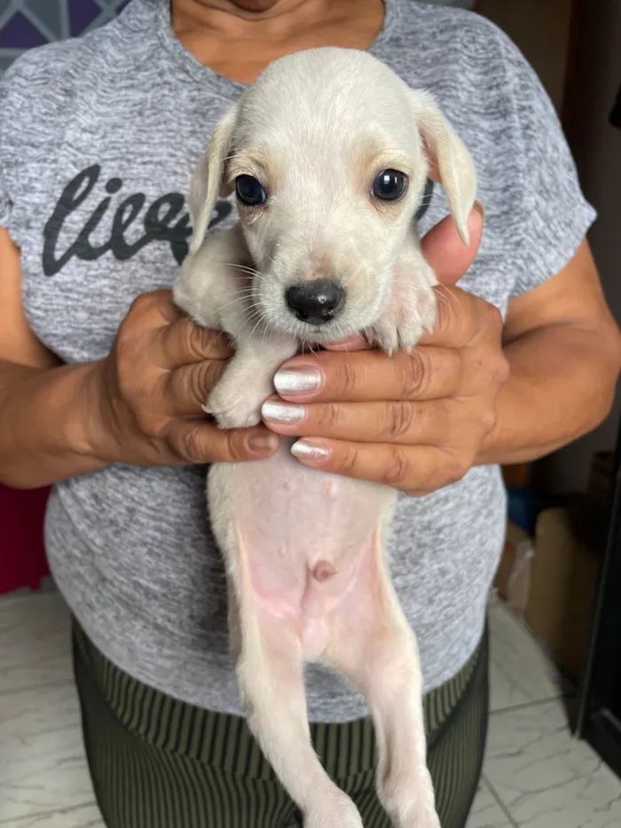 Cachorro ra a SRD-ViraLata idade Abaixo de 2 meses nome Bob