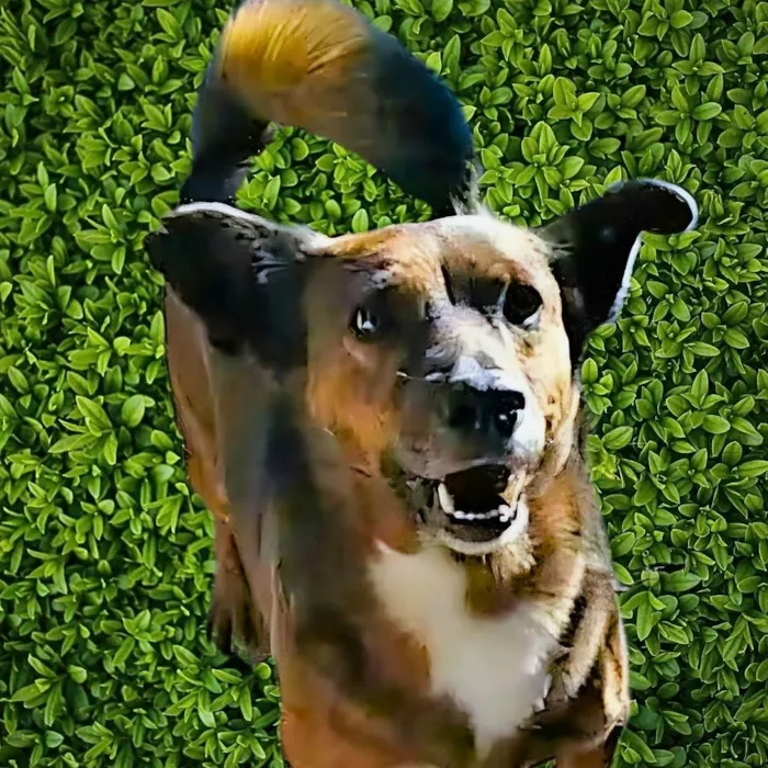 Cachorro ra a SRD-ViraLata idade 2 anos nome Tabaco