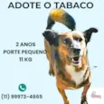 Tabaco