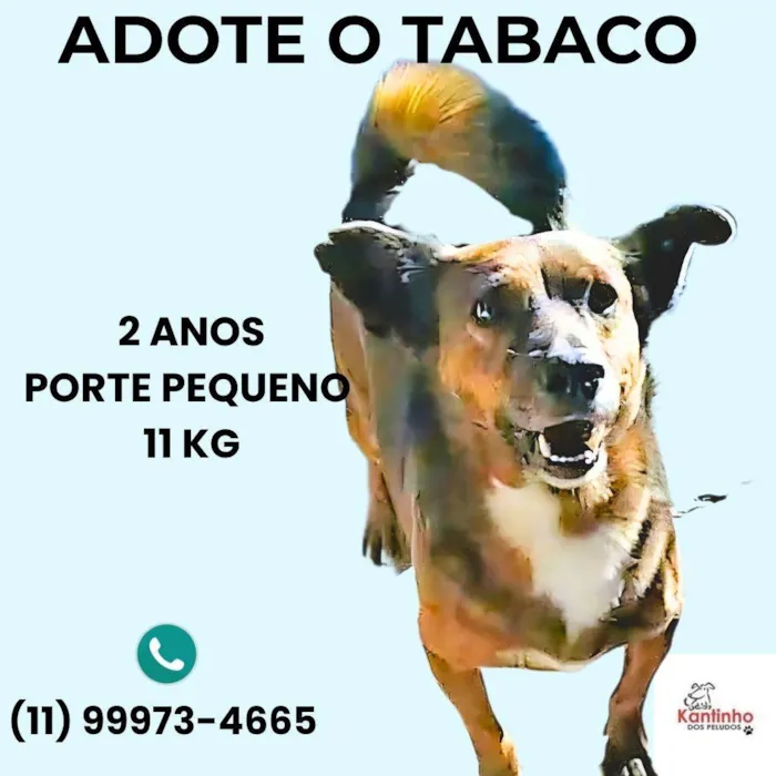 Cachorro ra a SRD-ViraLata idade 2 anos nome Tabaco
