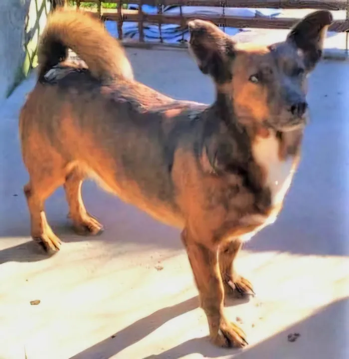 Cachorro ra a SRD-ViraLata idade 2 anos nome Tabaco