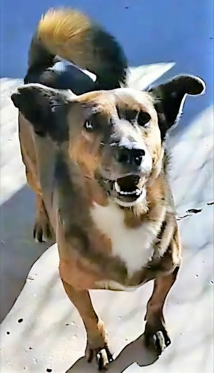 Cachorro ra a SRD-ViraLata idade 2 anos nome Tabaco