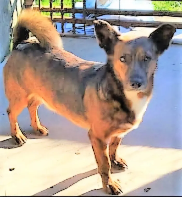 Cachorro ra a SRD-ViraLata idade 2 anos nome Tabaco