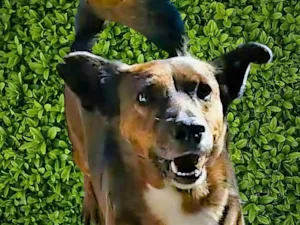 Cachorro raça SRD-ViraLata idade 2 anos nome Tabaco