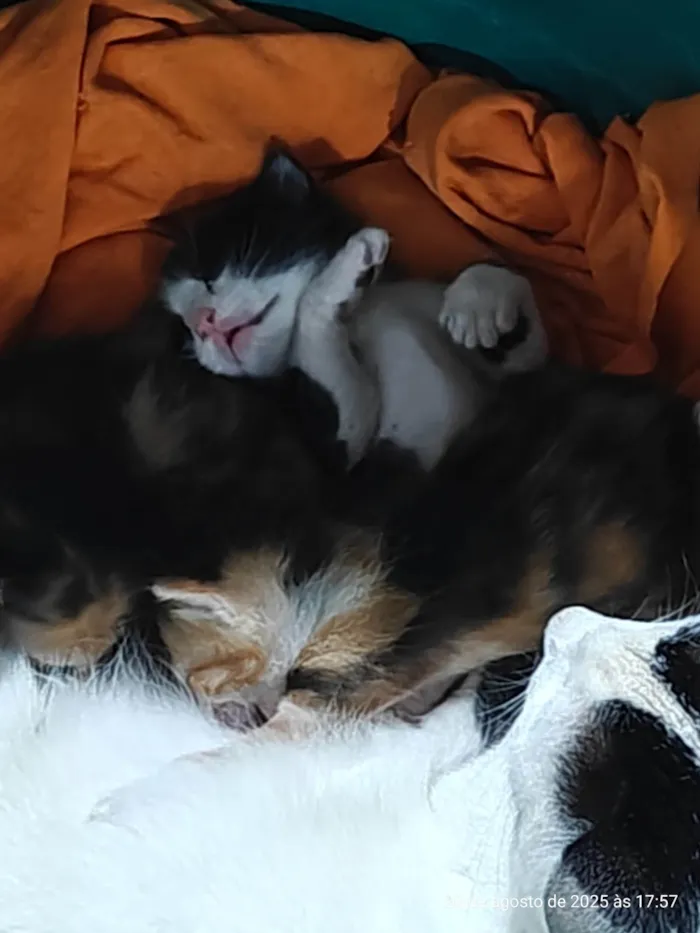 Gato ra a SRD-ViraLata idade 2 a 6 meses nome Sem nome 