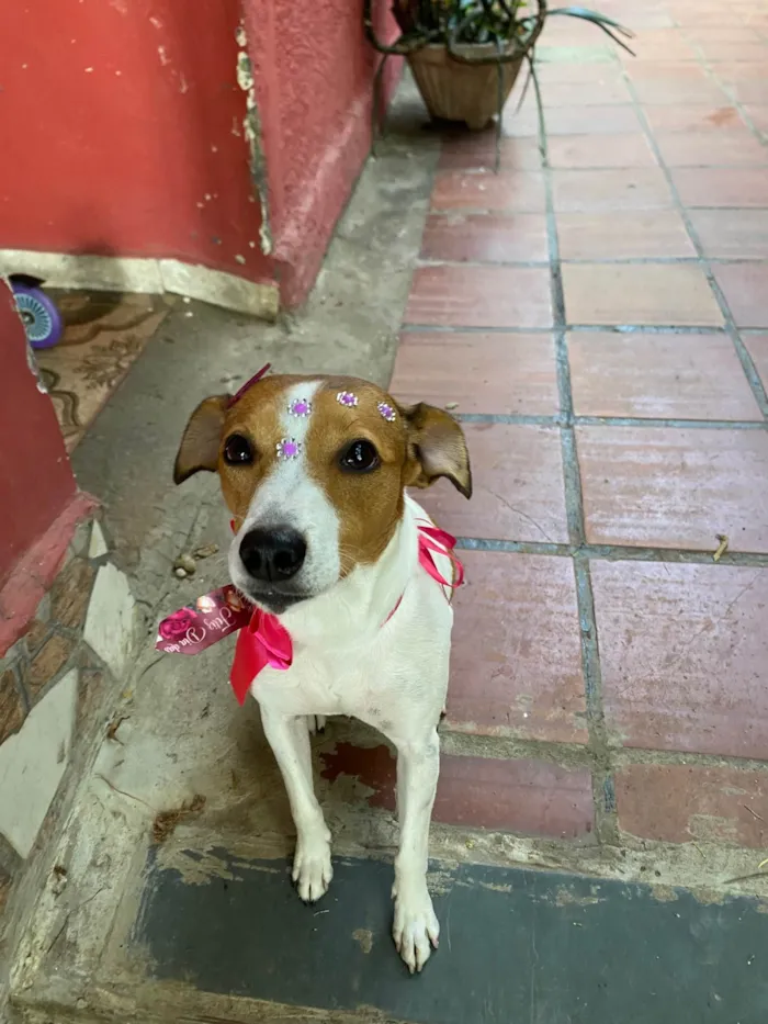 Cachorro ra a SRD-ViraLata idade 5 anos nome Ravena