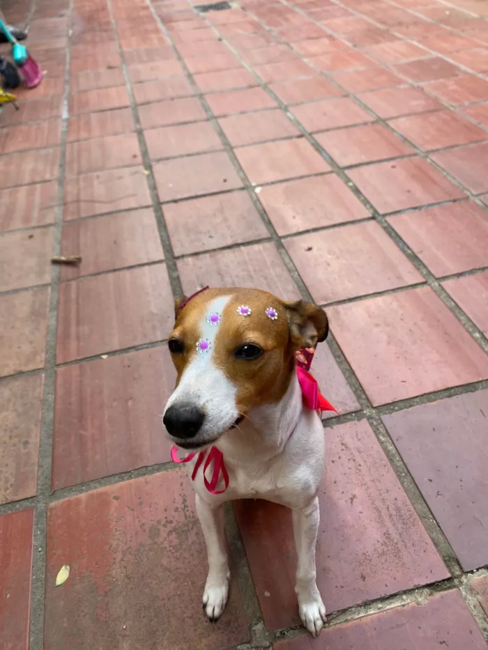Cachorro ra a SRD-ViraLata idade 5 anos nome Ravena