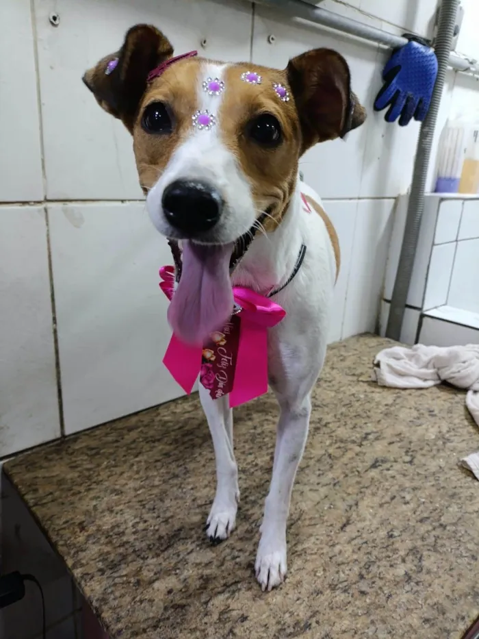 Cachorro ra a SRD-ViraLata idade 5 anos nome Ravena