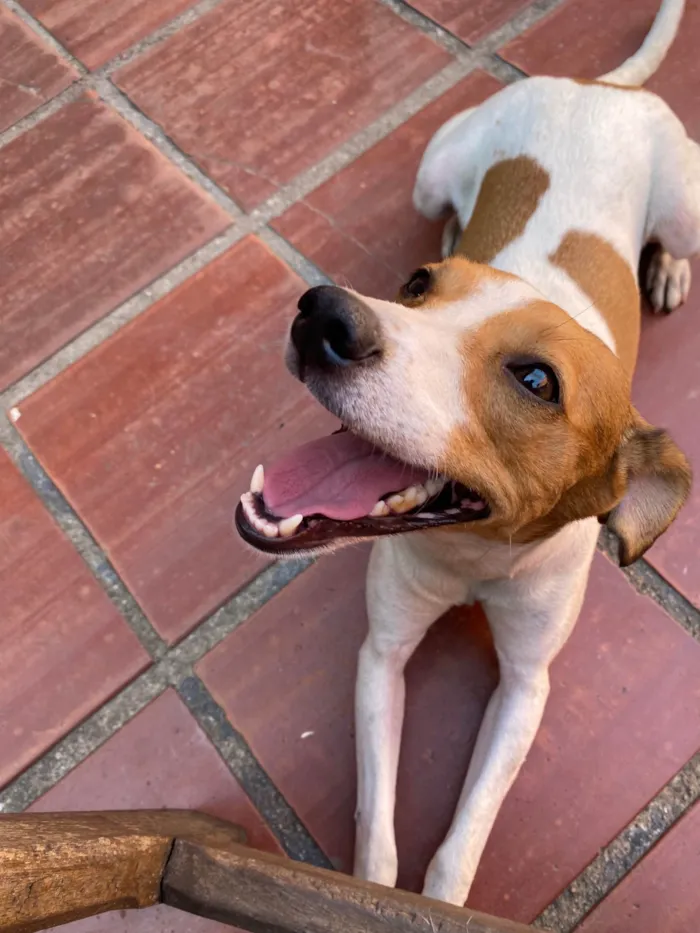 Cachorro ra a SRD-ViraLata idade 5 anos nome Ravena