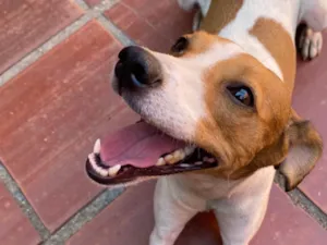 Cachorro raça SRD-ViraLata idade 5 anos nome Ravena