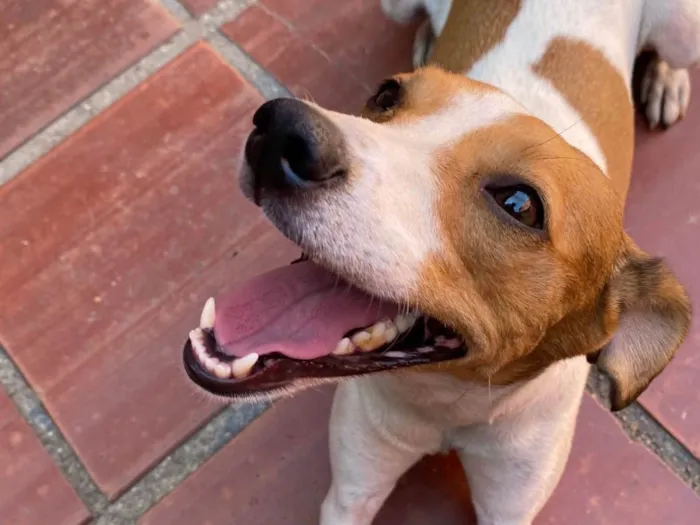 Cachorro ra a SRD-ViraLata idade 5 anos nome Ravena