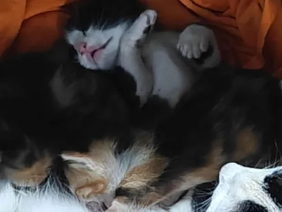 Gato raça SRD-ViraLata idade 2 a 6 meses nome Sem nome 