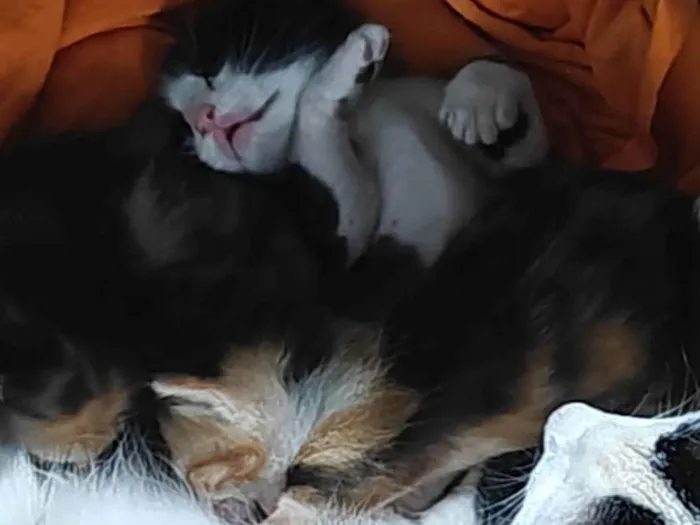 Gato ra a SRD-ViraLata idade 2 a 6 meses nome Sem nome 