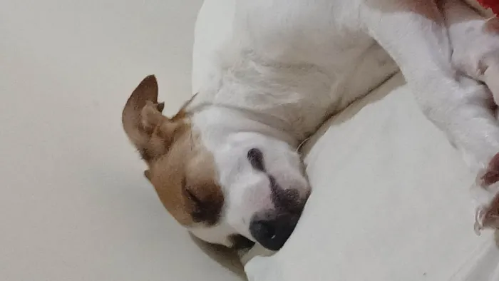 Cachorro ra a SRD-ViraLata idade 1 ano nome Pandora 