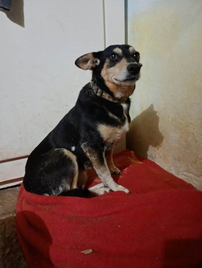 Cachorro ra a SRD-ViraLata idade 6 ou mais anos nome Encontrei ela