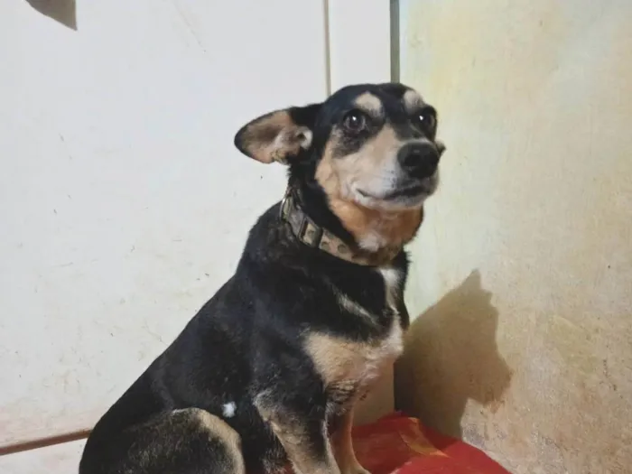 Cachorro ra a SRD-ViraLata idade 6 ou mais anos nome Encontrei ela