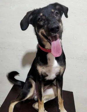 Cachorro raça SRD-ViraLata idade 1 ano nome Lua 