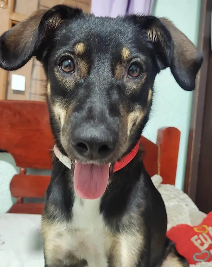 Cachorro ra a SRD-ViraLata idade 1 ano nome Lua 