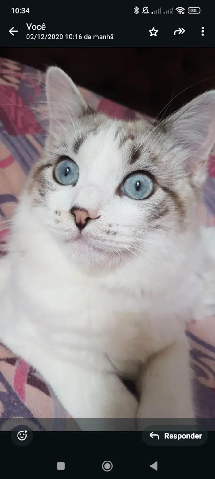 Gato ra a Ragdoll idade 5 anos nome Snow