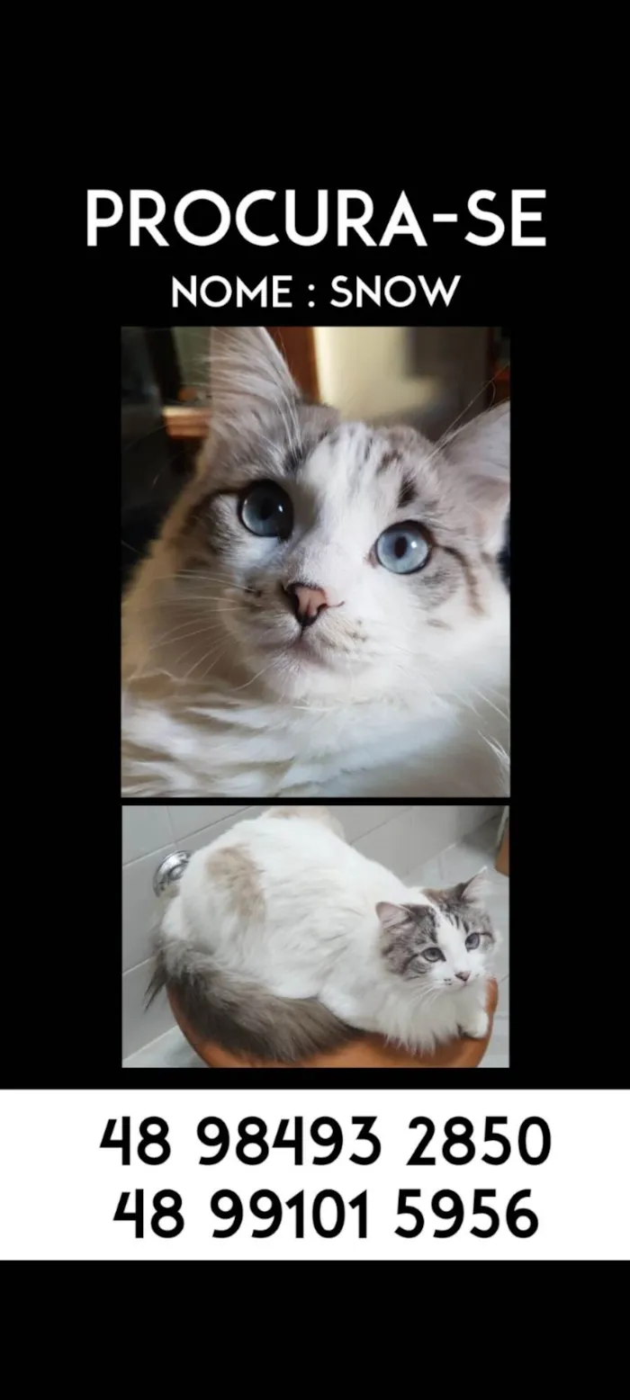 Gato ra a Ragdoll idade 5 anos nome Snow